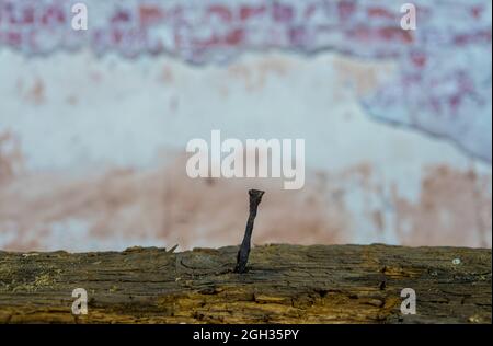 Un chiodo arrugginito bloccato in una trave di legno marcio di fronte ad un vecchio muro di mattoni Foto Stock