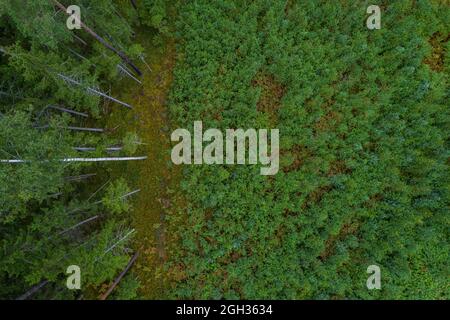 Direttamente sopra il drone aereo full frame shot di vecchia pineta e giovane boschetto di betulla in diversi incredibili colori verdi con bella texture Foto Stock