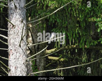 Brilliant Blue Jay Bird on a Branch: Un uccello di Jay blu brillante posato su un ramo di un abete Foto Stock