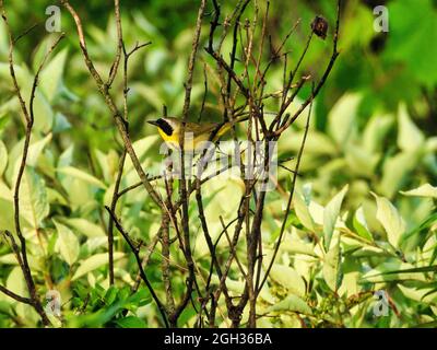 Common Yellowgola Warbler su un ramo: Un uccello maschio comune yellowgola Warbler equilibra su piccoli rami con fogliame verde sullo sfondo Foto Stock