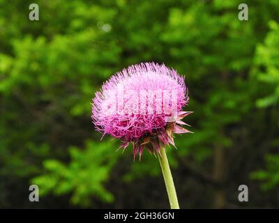 Fiore di un Thistle: Primo piano macro di un fiore di cardo di latte rosa con foresta verde sfumata sullo sfondo Foto Stock