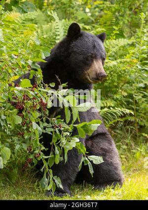 WARREN, VERMONT, Stati Uniti d'America - orso nero americano in cerca di ciliegie di coca cola. Ursus americanus Foto Stock