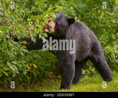 WARREN, VERMONT, USA - orso nero americano che si nutra sulle ciliegie di coca cola. Ursus americanus Foto Stock