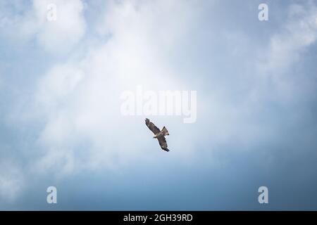 Uccelli che vola nel cielo Foto Stock