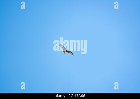 osprey vola nel cielo blu Foto Stock