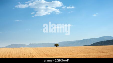 Campo di grano sulla collina con un albero nel mezzo e cielo blu poco nuvoloso nella provincia di khizestan, iran Foto Stock