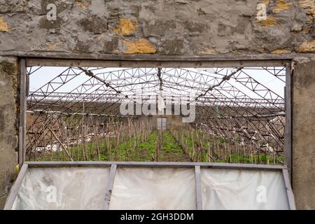 Serre abbandonate. Distrutta serra di una rovinata economia hosthouse. Serra abbandonata. Serre a cornice senza vetro e pellicola. Foto Stock