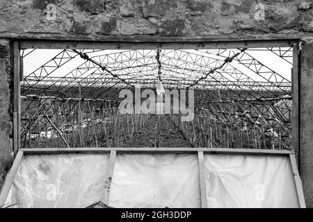 Serre abbandonate. Distrutta serra di una rovinata economia hosthouse. Serra abbandonata. Serre a cornice senza vetro e pellicola. Foto Stock