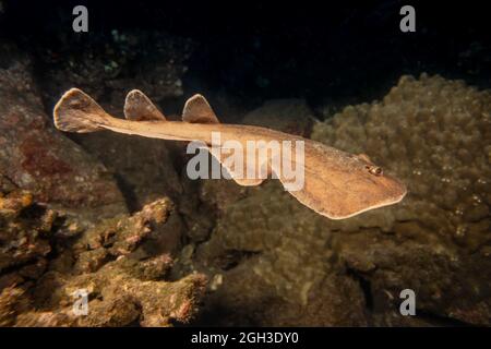 Il raggio elettrico gigante, Narcine entemedor, è anche noto come il raggio elettrico Cortez, Mare di Cortez, Messico. Questa è una specie di intorpidfish, famiglia Narc Foto Stock