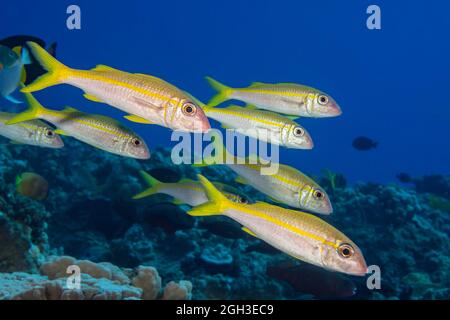 Yellowfin goatfish, Mulloidichthys vanicolensis, spesso appendere in grandi scuole a metà acqua nelle Hawaii. Foto Stock
