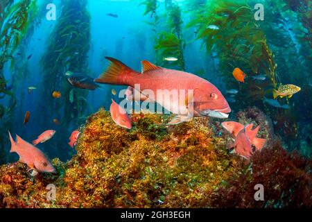 Una testa di pecora femminile, un pulcher di Semicossiphus e pesci di scogliera vari, sono raffigurati in una foresta di kelp giganti, Macrocystis piryfera, al largo di Santa Barbar Foto Stock