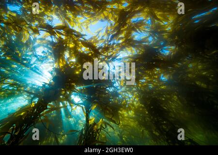 Luce solare che attraversa una foresta di kelp giganti, Macrocystis pirifera, verso la superficie al largo di Santa Barbara Island, California, USA. Oceano Pacifico. Foto Stock