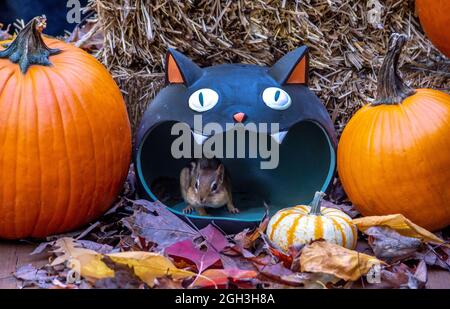 Un adorabile chippunk furry si allontana dall'interno di questa testa di gatto bizzarro circondata da paglia, zucche e foglie per divertimento autunno Foto Stock