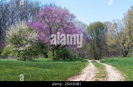 La strada sterrata si snoda attraverso i boschi primaverili del Michigan, fiancheggiata da alberi di germoglio rosso e alberi fioriti Foto Stock