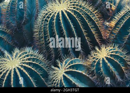 Primo piano immagine di Golden Barrel Cactus Foto Stock