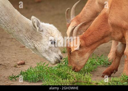 Una giovane alpaca bianca e due capre condividono un pasto di foglie Foto Stock