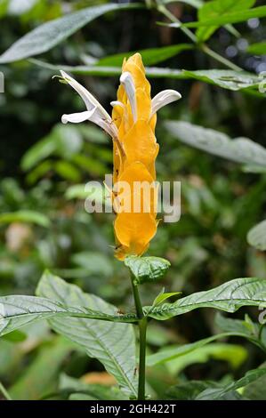 Primo piano delle braces gialle e dei fiori bianchi emergenti della pianta Golden Shrimp, Pachystachys lutea Foto Stock