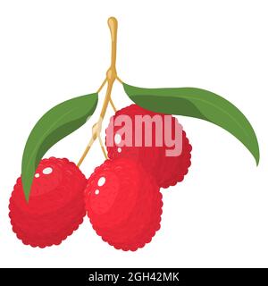 Ramo di frutti di licchi con foglie isolate su sfondo bianco. Frutta estiva per uno stile di vita sano. Frutta biologica. Stile cartoni animati. Vettore Illustrazione Vettoriale