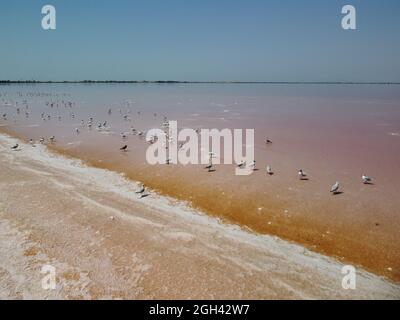 Sorvola i gabbiani al lago salato rosa. Impianti di produzione di sale stagno di evaporazione salina in lago salato. Dunaliella salina impartisce un'acqua rossa e rosa Foto Stock