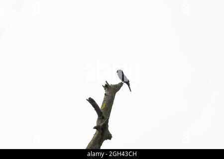 Baby corvo seduto su un tronco di albero dietro cielo chiaro isolato Foto Stock
