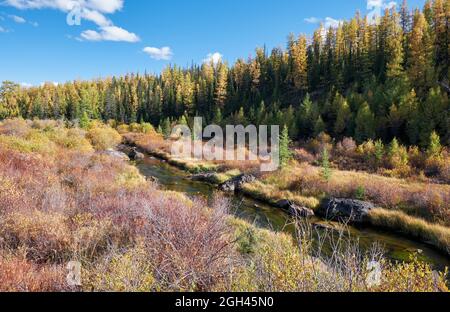 Altai fiume Kurkurek con foresta di larici su altopiano Eshtykel. Autunno, gli alberi sono in autunno giallo colori. Altai, Siberia, Russia Foto Stock