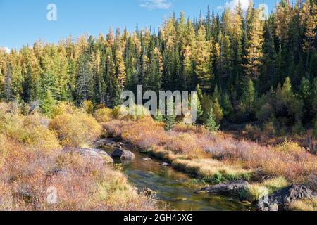 Altai fiume Kurkurek con foresta di larici su altopiano Eshtykel. Autunno, gli alberi sono in autunno giallo colori. Altai, Siberia, Russia Foto Stock