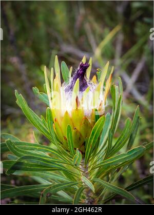 sugarbush a foglia lunga (Protea longifolia). Fernkloof Nature Reserve, Hermanus, Whale Coast. Overberg. Capo Occidentale. Sudafrica Foto Stock