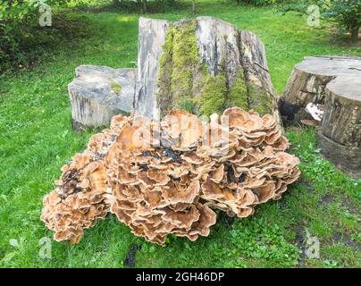Funghi che crescono su un vecchio ceppo di albero a New Lanark, Lanarkshire, Scozia, Regno Unito Foto Stock