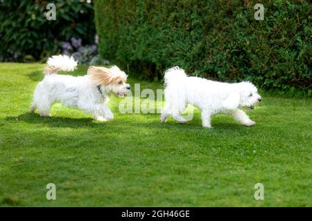 Due simpatici cani giocattolo bianco razza che giocano in un giardino che corre attraverso l'erba con un Havanese che prende il comando come godono la libertà di una summe Foto Stock