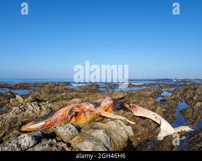 La balena destra del sud morta (Eubalaena australis) sulla costa rocciosa vicino a Hermanus. Whale Coast. Capo Occidentale. Sudafrica Foto Stock