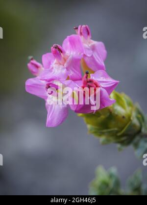 Fiore di Cape fellwort (Saltera sarcocla). La Riserva Naturale di Fernkloof. Hermanus. Whale Coast. Overberg. Capo Occidentale. AF sud Foto Stock