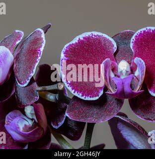 Phalaenopsis Blume, 1825 è un genere di orchidee epifitiche che comprende una cinquantina di specie, tutte native delle foreste pluviali tropicali del sud-est asiatico, Foto Stock