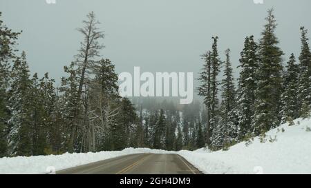 Neve e nebbia nella foresta di verricelli, guida in auto, viaggio su strada in inverno Utah USA. Pini conifere, vista misteriosa attraverso il parabrezza dell'auto. Misty Bryce Canyon Foto Stock