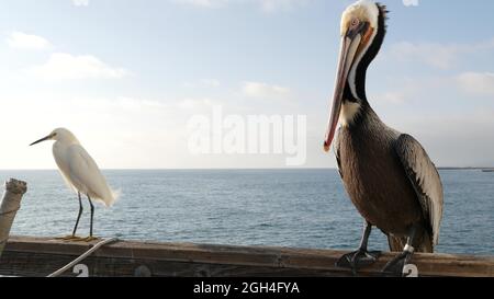 Pelican e bianco garzetto nevoso, airone su ringhiere di legno molo, Oceanside Boardwalk, California USA. Spiaggia di mare oceano. Primo piano di uccelli costieri, stagcape Foto Stock