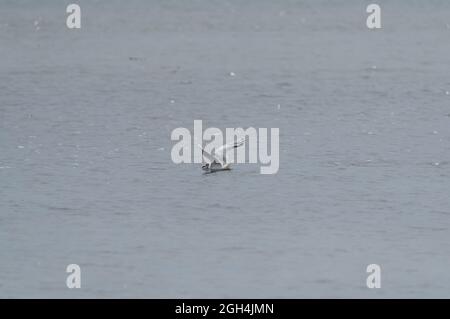 Un primo colpo di un gabbiani di Mew (Larus canus) che nuotano nel lago Foto Stock