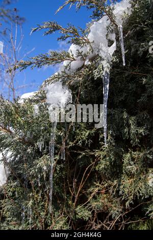 Splendide iciclette appese al ramo di un albero di conifere nel giardino in inverno Foto Stock