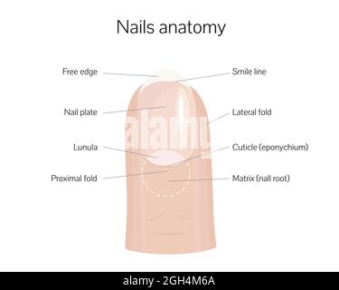 Poster di addestramento della struttura dell'anatomia delle unghie illustrazione vettoriale del disegno in stile piatto. Schema medico anatomia unghia mano umana. Illustrazione Vettoriale