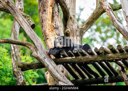 Orso bruno sonnolento Foto Stock