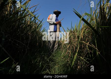 Karawang, Indonesia. 4 settembre 2021. Un coltivatore di riso protegge il suo campo di riso che sarà pronto per essere raccolto in 10 giorni dagli attacchi da uccelli che mangiano riso suonando un tamburo di bambù nel villaggio di Walahar, Karawang, Giava occidentale, Indonesia. Gli agricoltori di questo villaggio sperano di ricevere seria attenzione da parte dei governi centrali e locali e da altri elementi coinvolti nel processo di produzione e di assorbimento, in modo che il prezzo del grano possa funzionare in modo stabile. (Foto di Kuncoro Widyo Rumpoko/Pacific Press) Credit: Pacific Press Media Production Corp./Alamy Live News Foto Stock