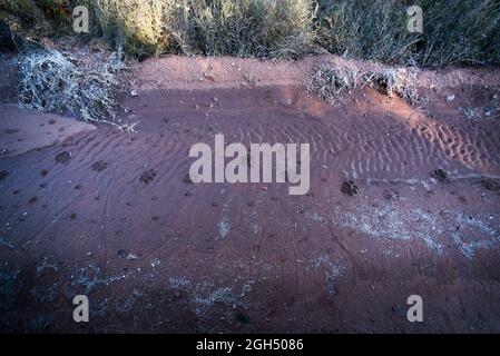 Freschi brani di leone nel fango Foto Stock