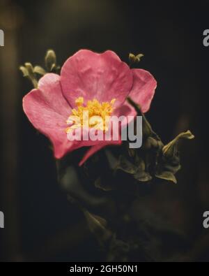 Un punto focale selettivo di fiore di rosa fiorito Foto Stock