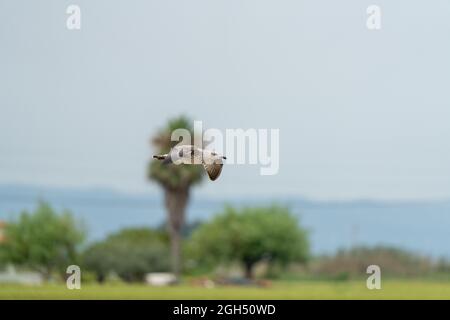 Primo piano di un gabbiano castiano (Larus cachinnans) che vola vicino al suolo Foto Stock