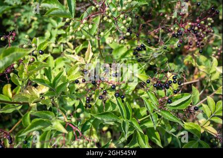 Una vista di un'abbondanza di Blackcurrants su un cespuglio nella campagna del Norfolk Foto Stock