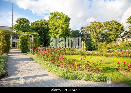 Il giardino di rose sulla collina di Petrin a Praga, Repubblica Ceca. Foto Stock