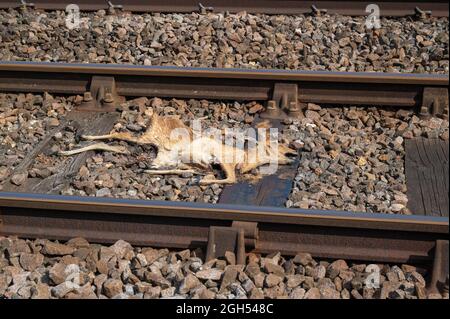 Una vista di un cervo rimane adagiato tra i binari del treno dopo essere stato colpito dal treno in movimento Foto Stock