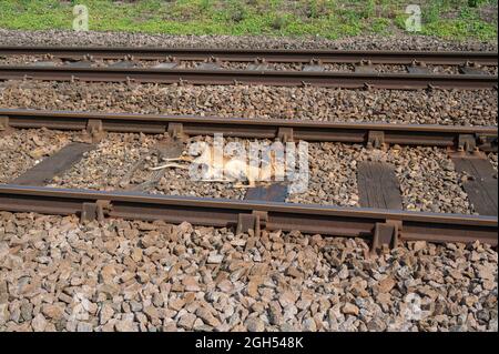 Una vista di un cervo rimane adagiato tra i binari del treno dopo essere stato colpito dal treno in movimento Foto Stock