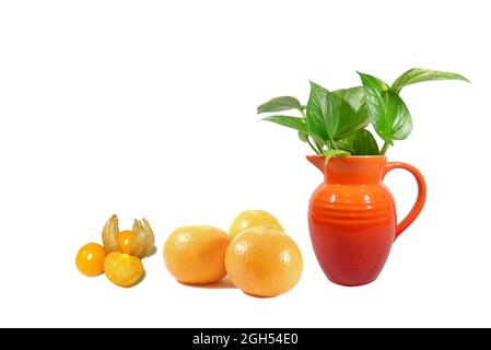 Marmo in vaso Queen Pothos piante con Mandarin Oranges e Cape Gooseberries su sfondo bianco Foto Stock