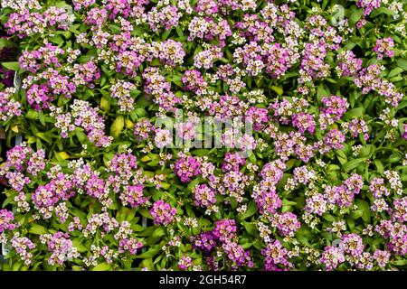 Primo piano di terreno che copre la fioritura di Lobularia maritima. Piccola pianta perenne fiorita con fiore bianco e rosa, alyssum dolce. Foto Stock