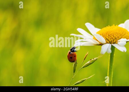 Un ladybug a sette punti che attraversa una margherita bianca e gialla. Coccinella septembuncata. Foto Stock