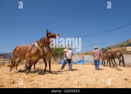 L'uomo spagnolo sul bordo di trebbiatura, separando i cereali dalla loro paglia in modo tradizionale, Andalusia, Spagna. Foto Stock